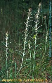 Attēlu rezultāti vaicājumam “Gnaphalium sylvaticum”