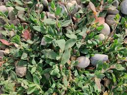 Attēlu rezultāti vaicājumam “Polygonum arenastrum”