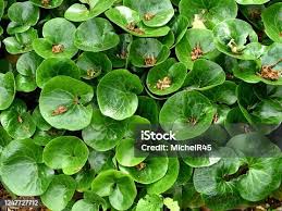 Attēlu rezultāti vaicājumam “Asarum europaeum flower”