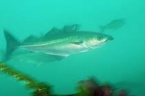 Image result for Pollachius virens