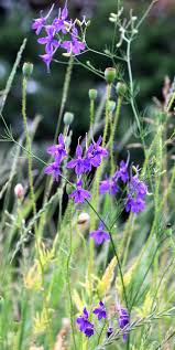 Attēlu rezultāti vaicājumam “Consolida regalis leaf”