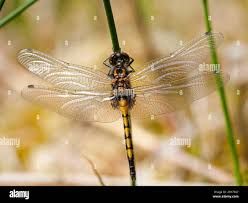 Attēlu rezultāti vaicājumam “Leucorrhinia rubicunda male”