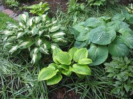 Attēlu rezultāti vaicājumam “Hosta sp. leaf”