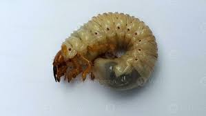 Attēlu rezultāti vaicājumam “Meloe sp. larva”