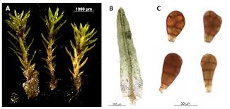 Attēlu rezultāti vaicājumam “Dicranella staphylina”