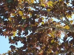 Attēlu rezultāti vaicājumam “Acer pseudoplatanus fo. purpurascens leaf”