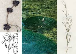 Attēlu rezultāti vaicājumam “Potamogeton trichoides”