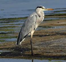 Attēlu rezultāti vaicājumam “Ardea cinerea adult”