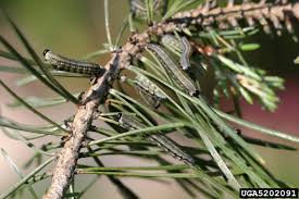 Attēlu rezultāti vaicājumam “Neodiprion sertifer”