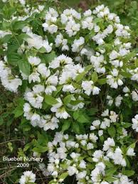 Attēlu rezultāti vaicājumam “Philadelphus lemoinei flower”