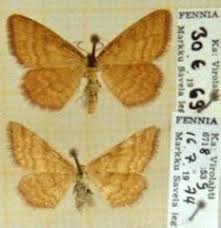 Attēlu rezultāti vaicājumam “Idaea serpentata”