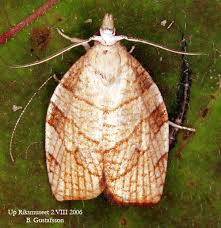 Attēlu rezultāti vaicājumam “Pandemis corylana”