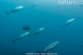 Image result for Thunnus albacares