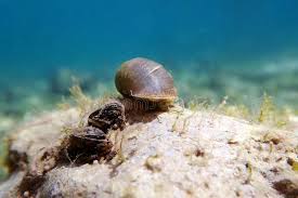 Attēlu rezultāti vaicājumam “Lymnaeidae”