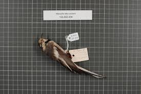 Attēlu rezultāti vaicājumam “Motacillidae”