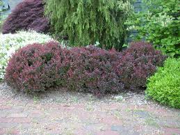 Attēlu rezultāti vaicājumam “Berberis thunbergii”