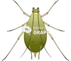 Attēlu rezultāti vaicājumam “Acyrthosiphon”