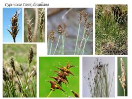 Attēlu rezultāti vaicājumam “Carex davalliana”