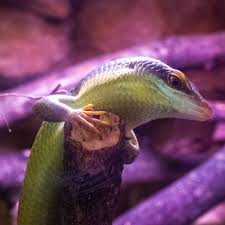 Risultati immagini per dasia smaragdina