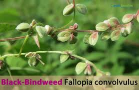 Attēlu rezultāti vaicājumam “Fallopia convolvulus fruit”