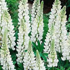 Image result for Lupinen