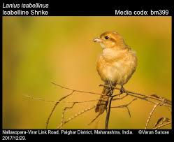 Image result for Lanius isabellinus