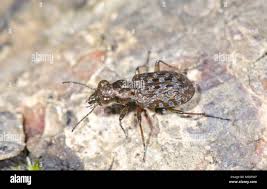 Attēlu rezultāti vaicājumam “Elaphrus cupreus”