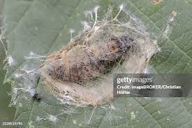 Attēlu rezultāti vaicājumam “Thyatira batis larva”