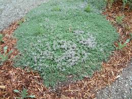 Image result for Thymus vulgaris