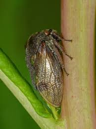 Attēlu rezultāti vaicājumam “Centrotus cornutus”