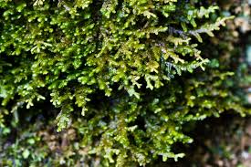 Attēlu rezultāti vaicājumam “Porella cordaeana”