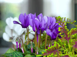 Image result for Cyclamen persicum