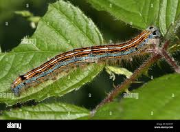 Attēlu rezultāti vaicājumam “Malacosoma neustria”