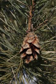 Attēlu rezultāti vaicājumam “Pinus sylvestris leaf”