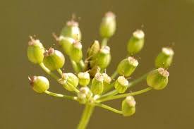 Image result for Pimpinella saxifraga