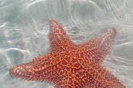 Image result for Asterias rubens