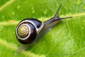 Attēlu rezultāti vaicājumam “Cepaea hortensis”