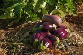 Afbeeldingsresultaat voor fengyuan purple eggplant