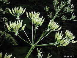 Attēlu rezultāti vaicājumam “Anthriscus sylvestris bud”