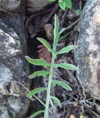Attēlu rezultāti vaicājumam “Centaurea stoebe fruit”
