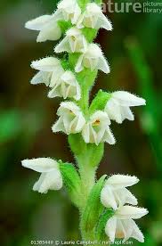 Attēlu rezultāti vaicājumam “Goodyera repens flower”