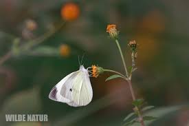 Attēlu rezultāti vaicājumam “Pieris rapae underside”
