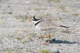 Attēlu rezultāti vaicājumam “Charadrius hiaticula adult”