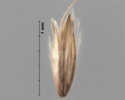 Attēlu rezultāti vaicājumam “Alopecurus pratensis fruit”