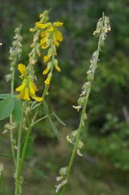 Attēlu rezultāti vaicājumam “Melilotus wolgicus”