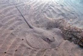 Image result for Styracura pacifica