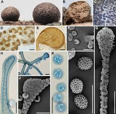 Attēlu rezultāti vaicājumam “Lycogala botrydium”
