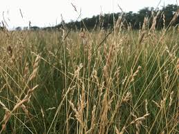 Attēlu rezultāti vaicājumam “Danthonia decumbens”
