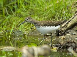 Attēlu rezultāti vaicājumam “Tringa ochropus”