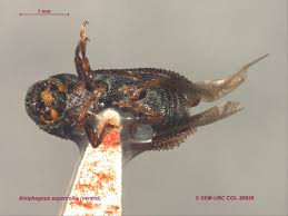 Attēlu rezultāti vaicājumam “Lycogala convexum sessile”